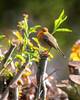 Vogelstimmen vogel 8697931 1920