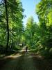 Wandern im Weimarer Land Wanderer im Wald
