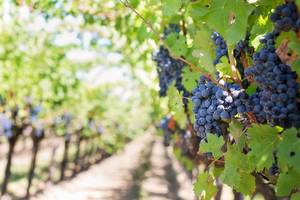grapes 553462 1920