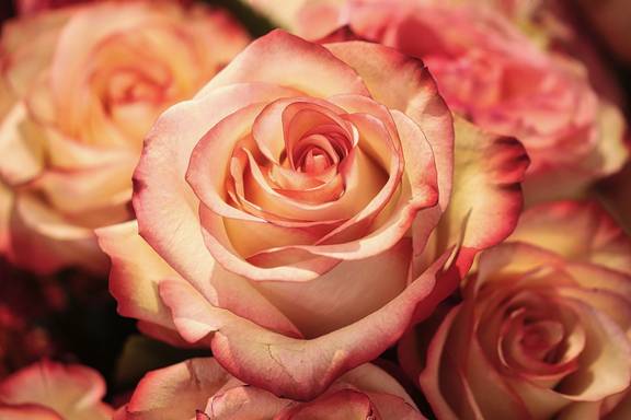 roses 3189198 1920