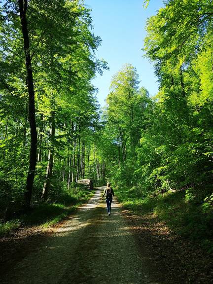 Wandern im Weimarer Land Wanderer im Wald