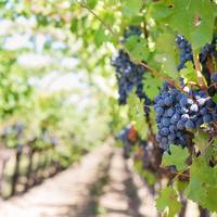 grapes 553462 1920