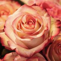 roses 3189198 1920
